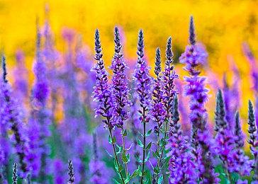 开发商再次裁员 《极乐迪斯科》资料片取消开发