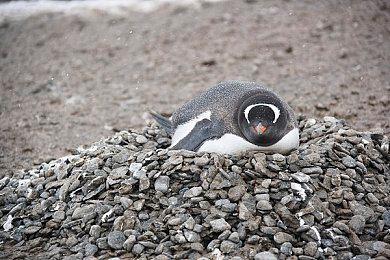 《炉石传说》国服为开服问题道歉 将补偿10个卡包